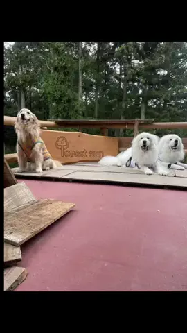 定晴🐶✨（さだちゃん）公式🍀のTikTok投稿