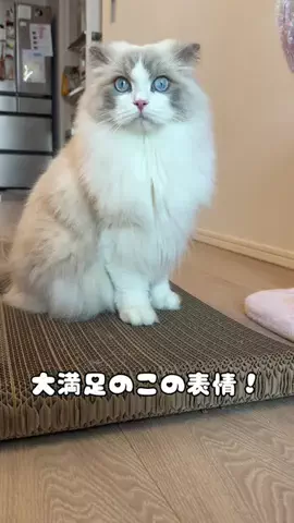 小次郎のTikTok投稿