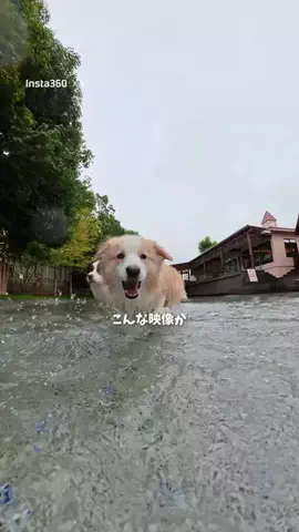 ルナとアリスのTikTok投稿