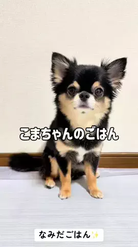 チワワのこまちゃんのTikTok投稿