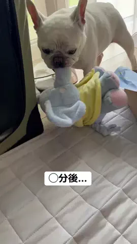 はなちゃん 🐖のTikTok投稿