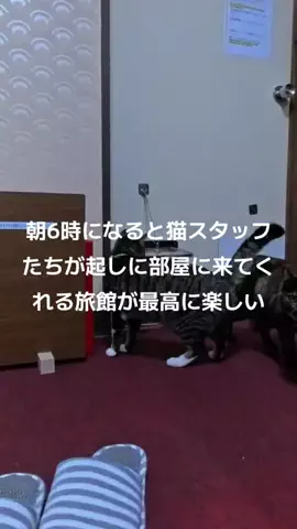感動猫動画のTikTok投稿