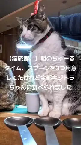 感動猫動画のTikTok投稿