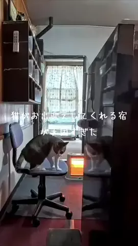 感動猫動画のTikTok投稿