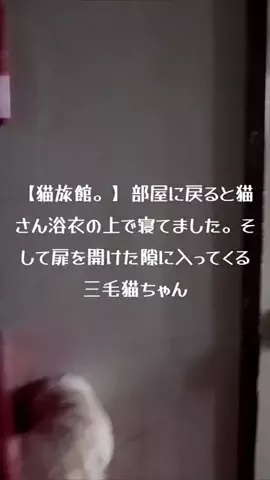 感動猫動画のTikTok投稿