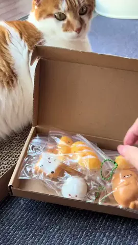 ハルとアキ🐱のTikTok投稿