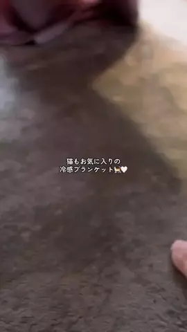 ハルとアキ🐱のTikTok投稿