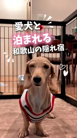 にゃろめさん🐾関西遊びฅのTikTok投稿