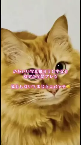 y_urin_aのTikTok投稿
