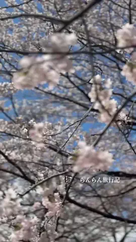 らんらん/旅行記/５０代女性のTikTok投稿