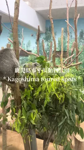 九州🐻 旅する*Twinkle 🩰🫧のTikTok投稿