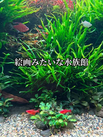 EXPOくまさんのTikTok投稿