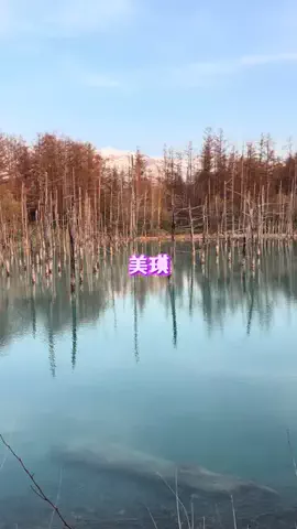 EXPOくまさんのTikTok投稿