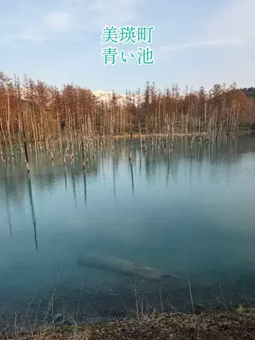 EXPOくまさんのTikTok投稿