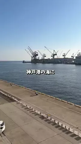 アーク🐐のTikTok投稿