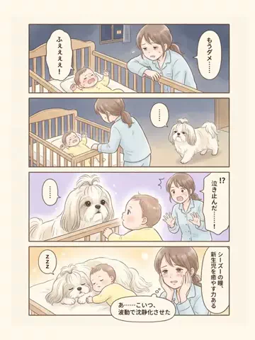 都内のチワワのTikTok投稿