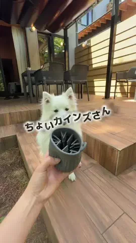 popo_日本スピッツのTikTok投稿