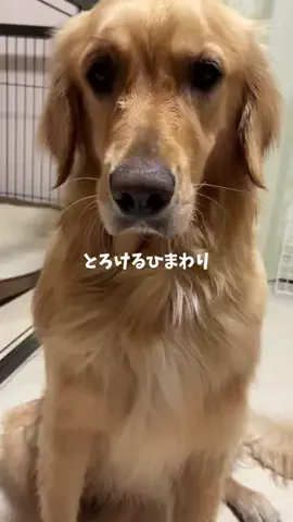 ひまわり⌇ゴールデンの沼へようこそのTikTok投稿