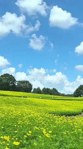TOKYO_CITYのTikTok投稿