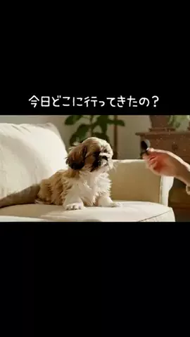 犬猫総合製薬株式会社のTikTok投稿