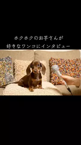 犬猫総合製薬株式会社のTikTok投稿