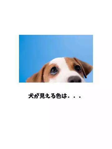 犬猫総合製薬株式会社のTikTok投稿