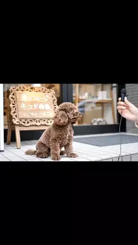 犬猫総合製薬株式会社のTikTok投稿