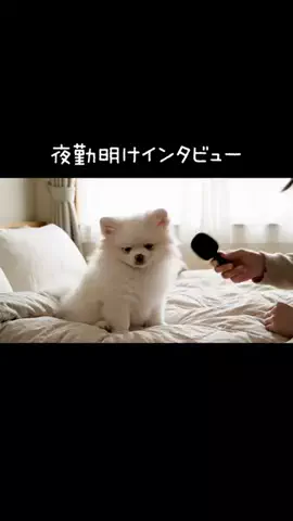 犬猫総合製薬株式会社のTikTok投稿