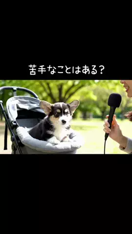犬猫総合製薬株式会社のTikTok投稿