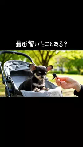 犬猫総合製薬株式会社のTikTok投稿