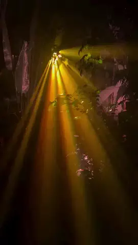 Ti | Japan Travel & FoodのTikTok PR投稿：🌿✨ LIGHT CYCLES KYOTO ✨🌿 ⁡ @lightcycles_kyoto on IG ⁡ Experienc…