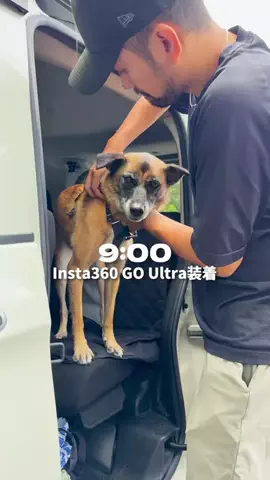 元野犬のアキのTikTok投稿