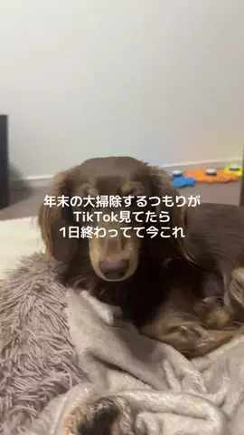 ルク🐶のTikTok投稿