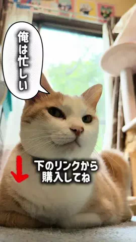 ドS猫の球太と三太とポンコツ母ちゃん⚾️😸のTikTok投稿