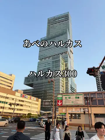 シロクマさんのTikTok投稿