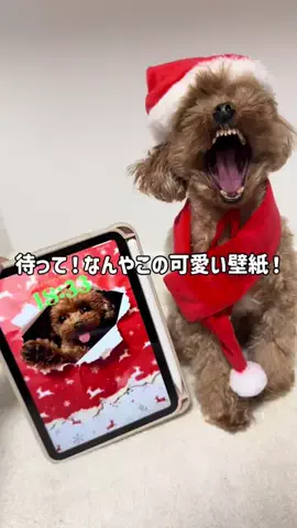 むぎとくるみ🧸🎀のTikTok投稿