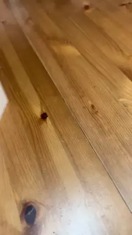 ハルとアキ🐱のTikTok投稿