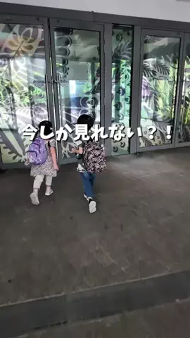 みか︴札幌ママの子連れランチ・お出かけ・ときどき旅行のTikTok投稿