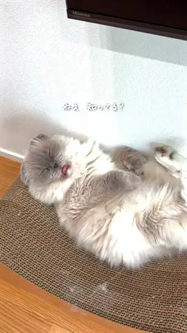 さとこのTikTok投稿