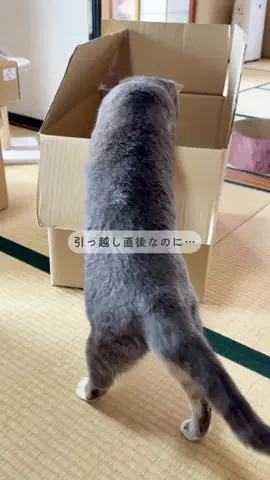 ゆうたの節約メモのTikTok投稿