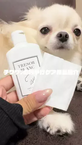 チワワﾝ（ｲﾇ）のTikTok投稿