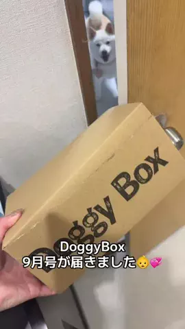 ３柴のママ🐶💓🐾のTikTok投稿