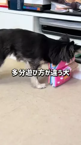 ちまき ｜アイドルチワワのTikTok投稿