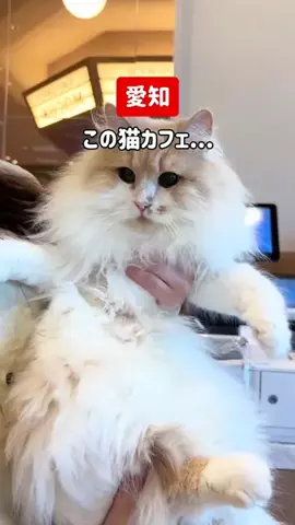 tommyが巡るおでかけのTikTok投稿