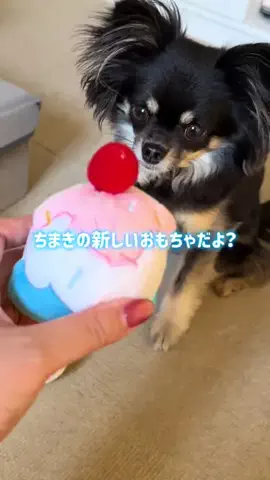 ちまき ｜アイドルチワワのTikTok投稿