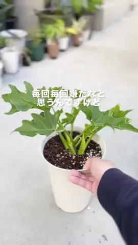 くりと｜観葉植物のことを分かりやすく発信のTikTok投稿