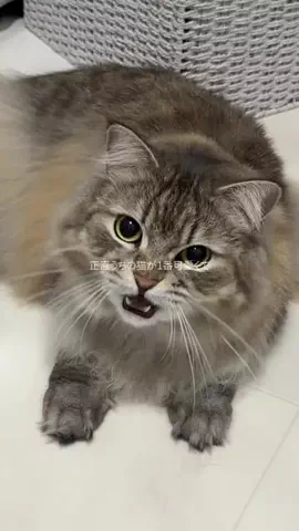 ロイくん🩶のTikTok投稿