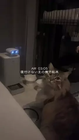 ロイくん🩶のTikTok投稿