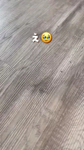 むぎらんど🐶💛のTikTok投稿