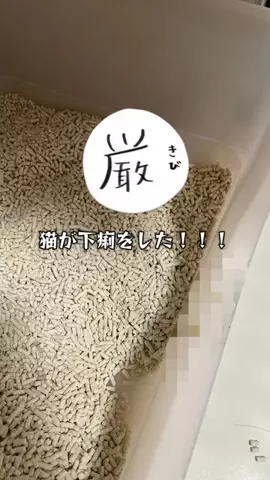 マンチカン かぷのTikTok投稿